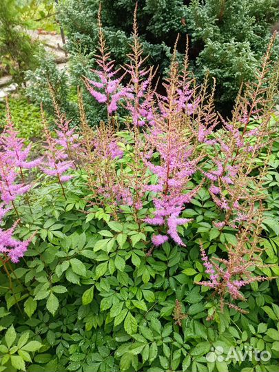 Рассада цветы