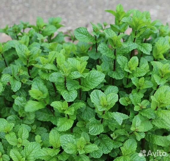 Мята, мелисса