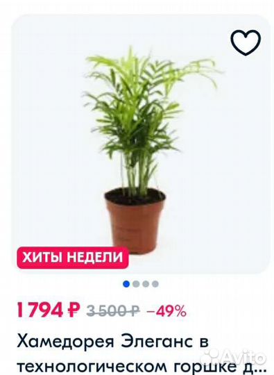 Пальма хамедорея