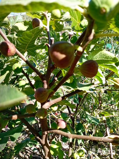 Инжир двухлетние саженцы