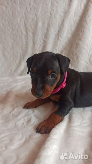 Щенки цвергпинчера