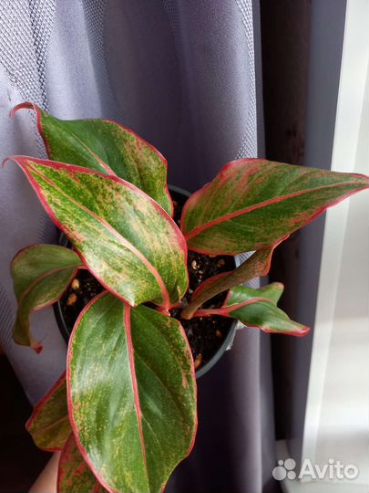 Цветок комнатный Аглаонема Сиам Аврора