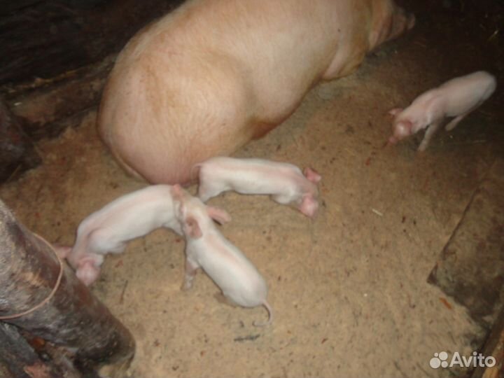 Поросята породистые