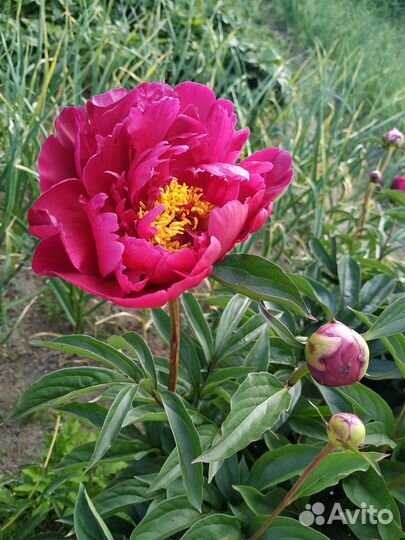 Пионы (саженцы) кустами