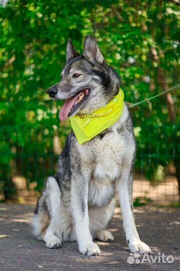 Брутальный Гром ждет в приюте