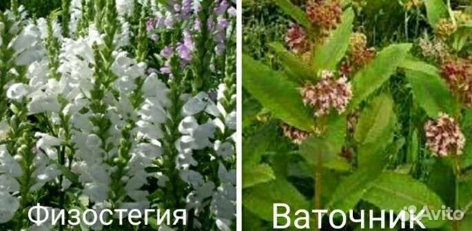 Многолетники травянистые