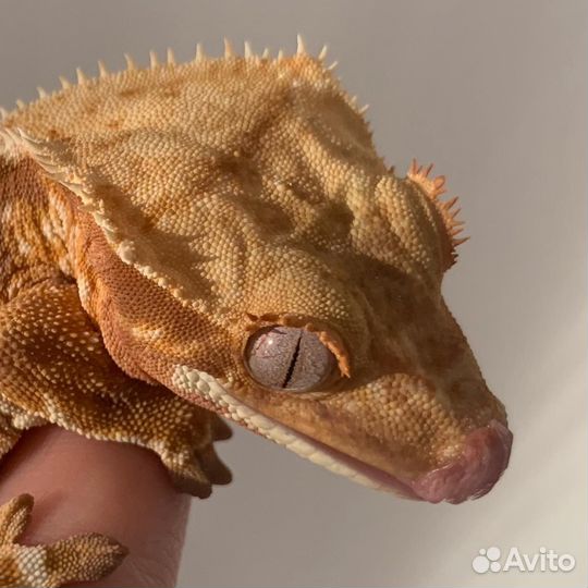 Бананоед red lilly white