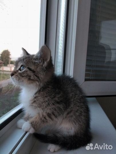 Домашние животные