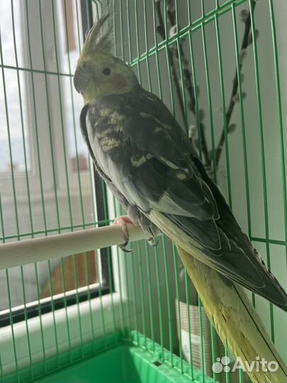 Попугай корелла