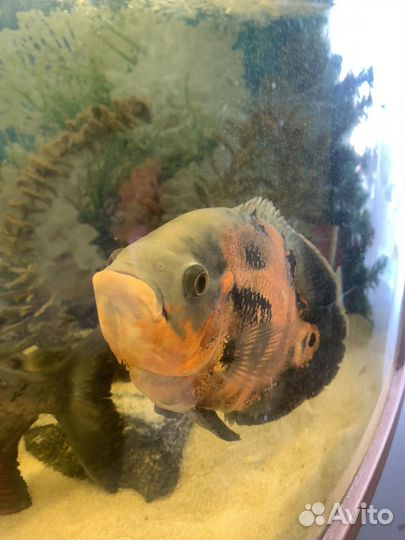 Аквариумные рыбы
