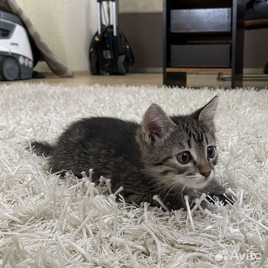 Котята даром