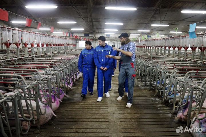 Помощник скотника, с высокой оплатой