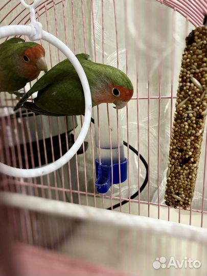 Неразлучники