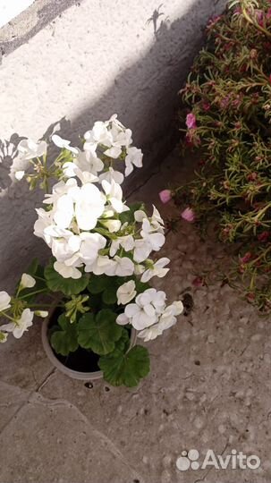 Комнатные домашние растения/ пеларгонии