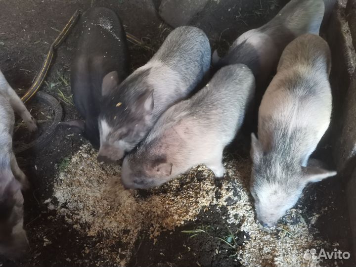 Вьетнамские поросята