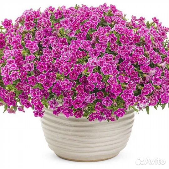 Черенки калибрахоа