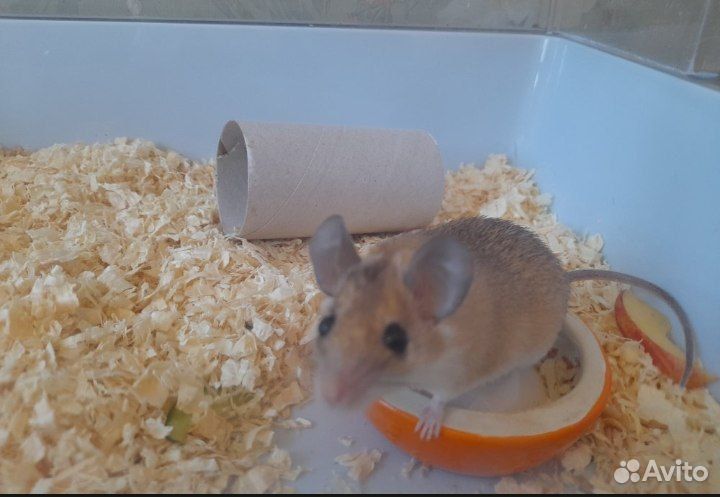 Мышь игольчатая