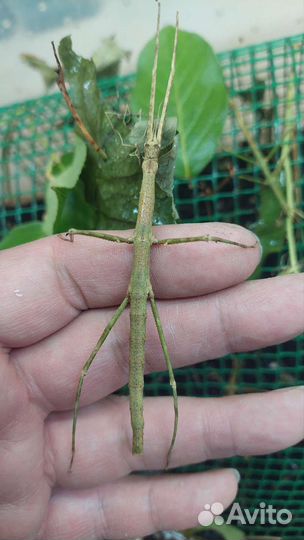 Палочники трех видов, Кормовые насекомые