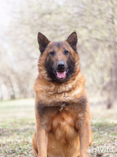 Овчарка малинуа в добрые руки