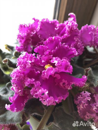 Фиалки сортовые