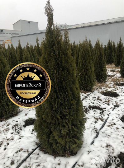 Туя Смарагд140 - 160 доставка + посадка