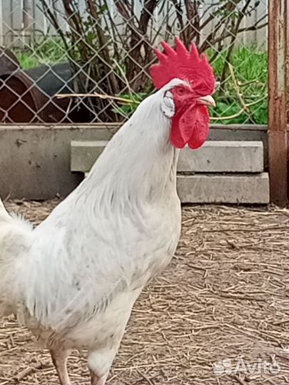 Петух легорн