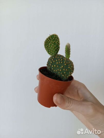 Кактус Опунция. Микки Маус