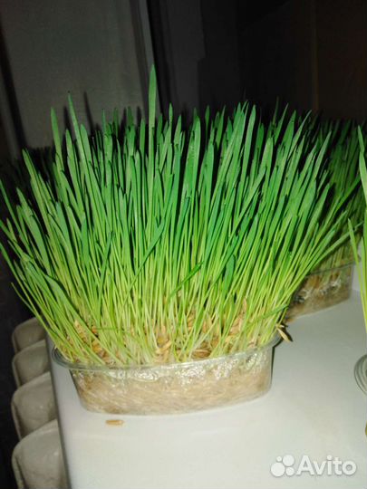 Трава для котов