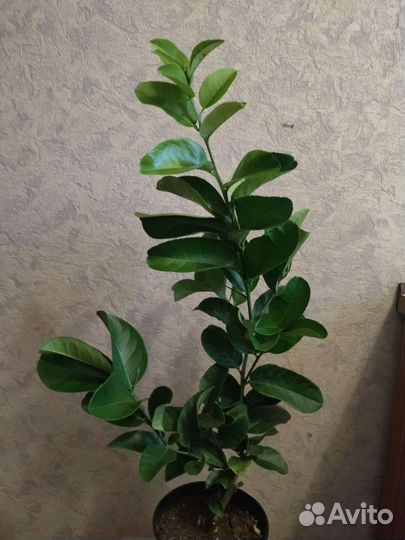 Экзоты цитрусы