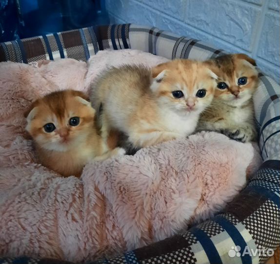 Шотландские котята золотая шиншилла