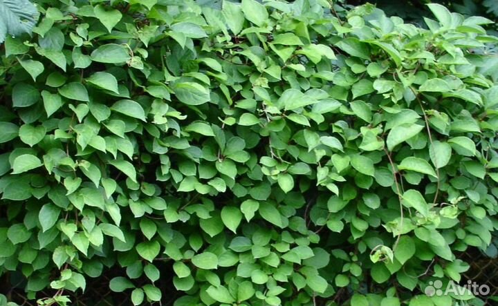 Лимонник Китайский