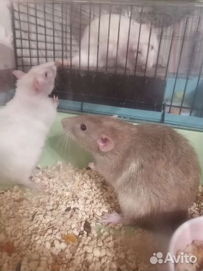 Крыса Дамбо