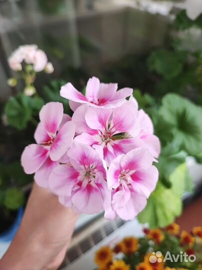 Пеларгония герань