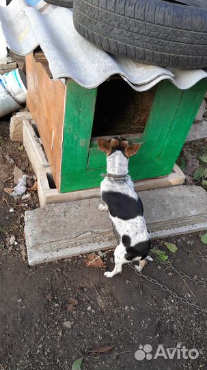 Щенки чихуахуа
