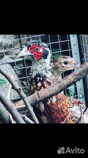 Фазан Охотничий