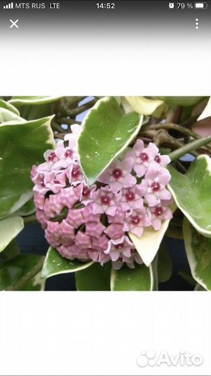 Хойя Кримсон Квин (отросток)