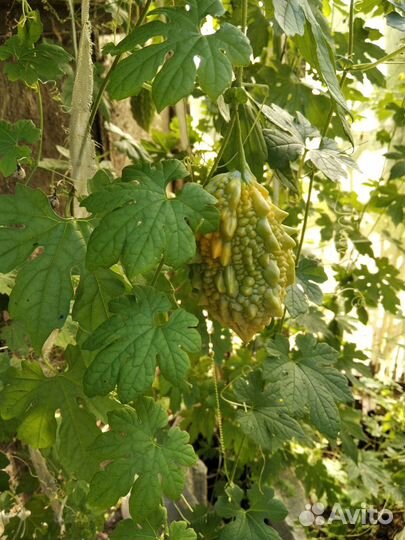 Семена момордики