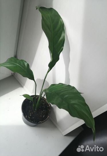 Спатифиллум