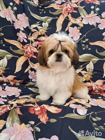 Девчушки ши-тцу