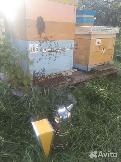 Мёд пчелиный натуральный