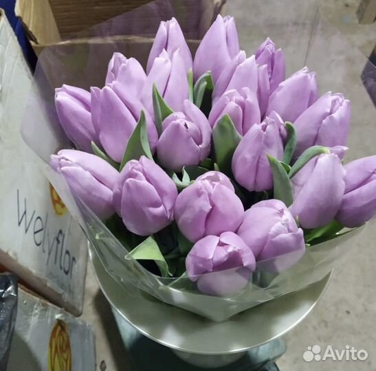 Тюльпаны