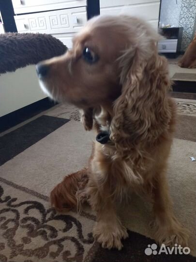 Кокер спаниель,собачки в добрые руки