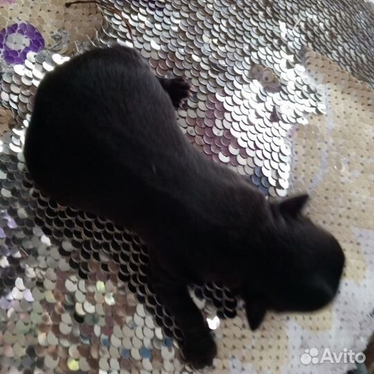 Щенки чихуахуа мини