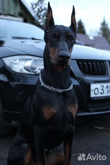 Доберман для фотосессии