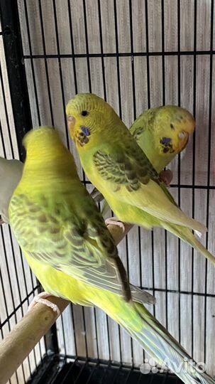 Чехи выставочные волнистые попугаи девочки