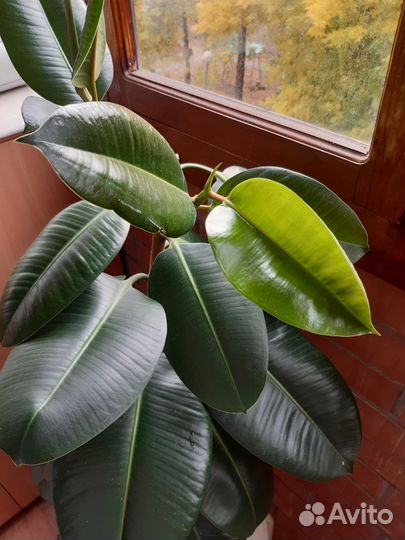 Фикус эластика робуста