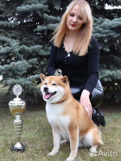 Щенки сиба ину