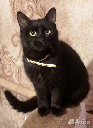 Кот в добрые руки