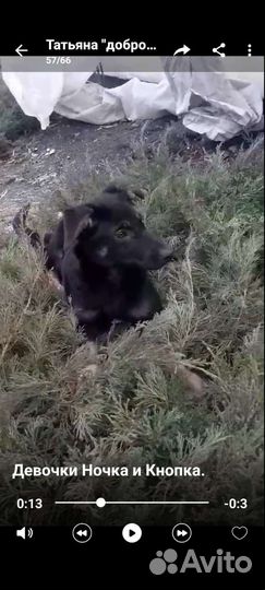 Щенки подростки в добрые руки