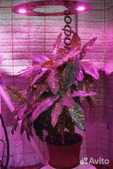 Фитолампы 50,60 вт. 220v фито матрицы 20/30/50вт